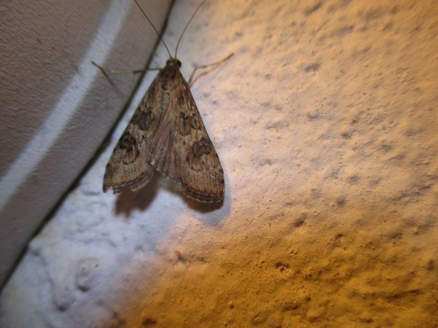 Nomophila noctuella - közönséges vándormoly