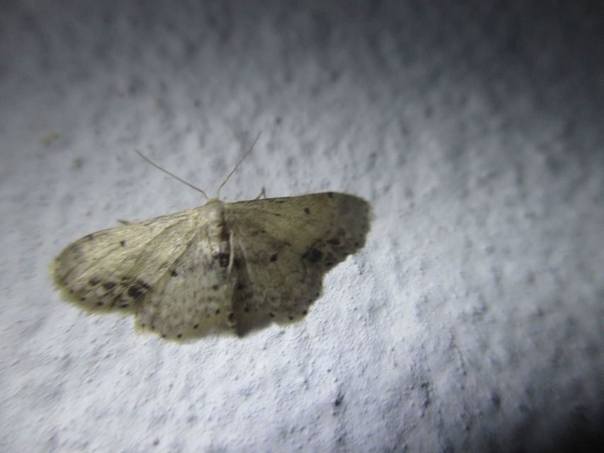 Idaea dimidiata - gyakori apróaraszoló