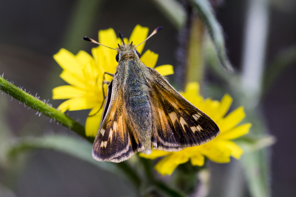 Hesperia comma - vesszős busalepke