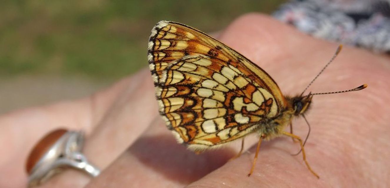 Melitaea diamina - kockás tarkalepke