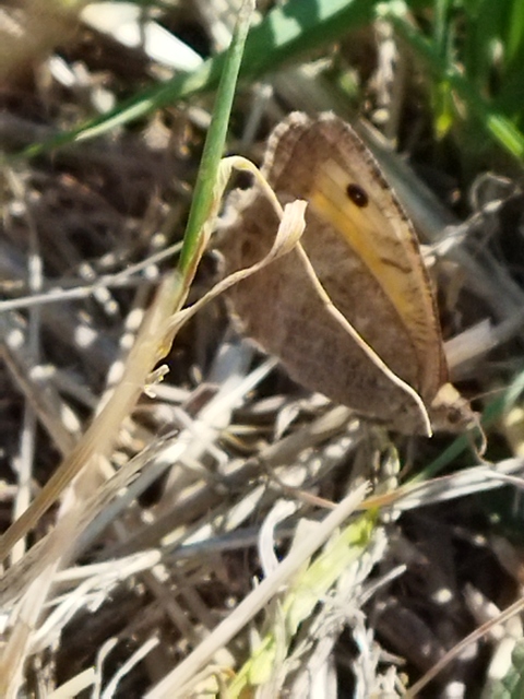 Arethusana arethusa - közönséges szemeslepke