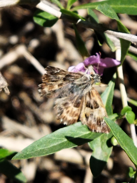Carcharodus alceae - mályva-busalepke