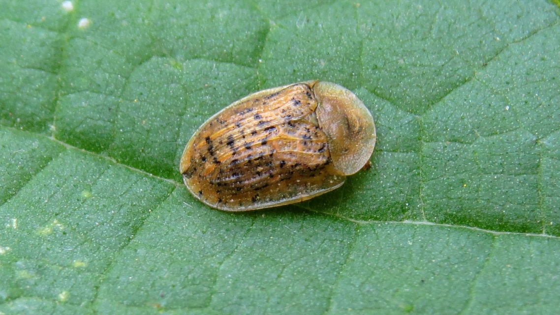 Cassida nebulosa - laboda-pajzsbogár Cassida nebulosa - laboda-pajzsbogár