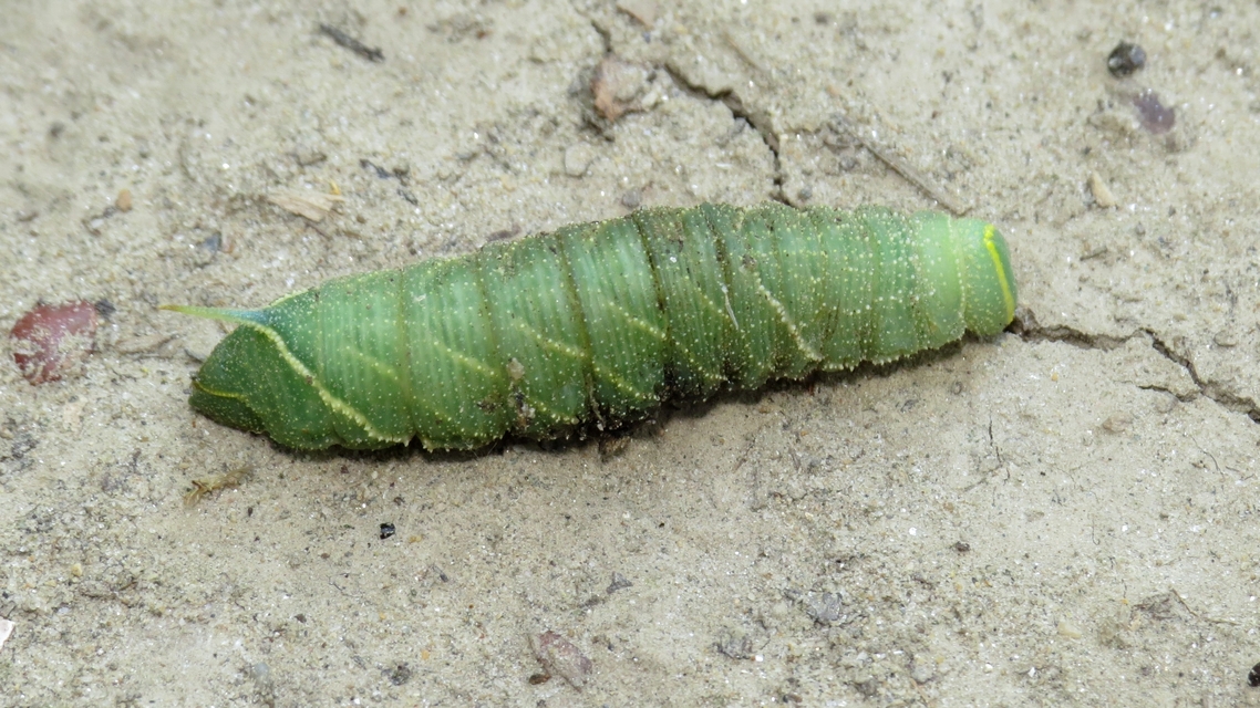 Smerinthus ocellatus - esti pávaszem