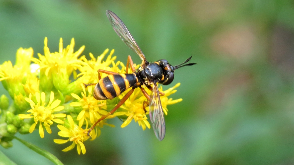Conopidae - fejeslegyek