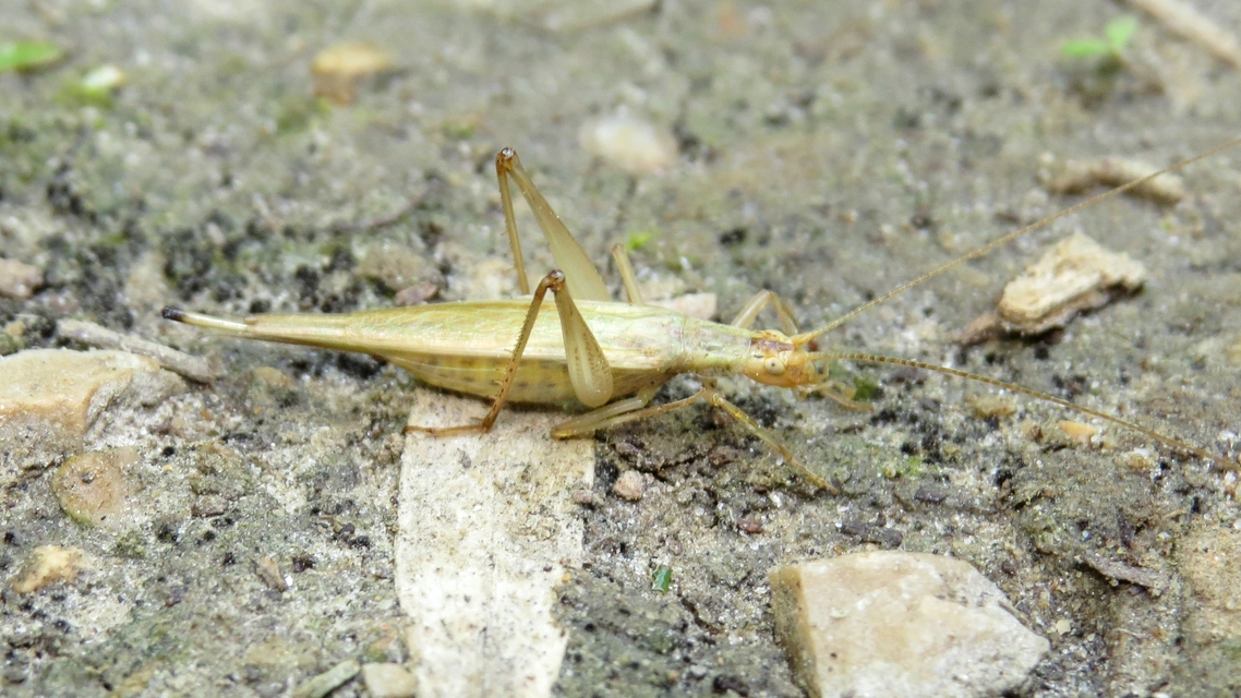 Oecanthus pellucens - pirregőtücsök