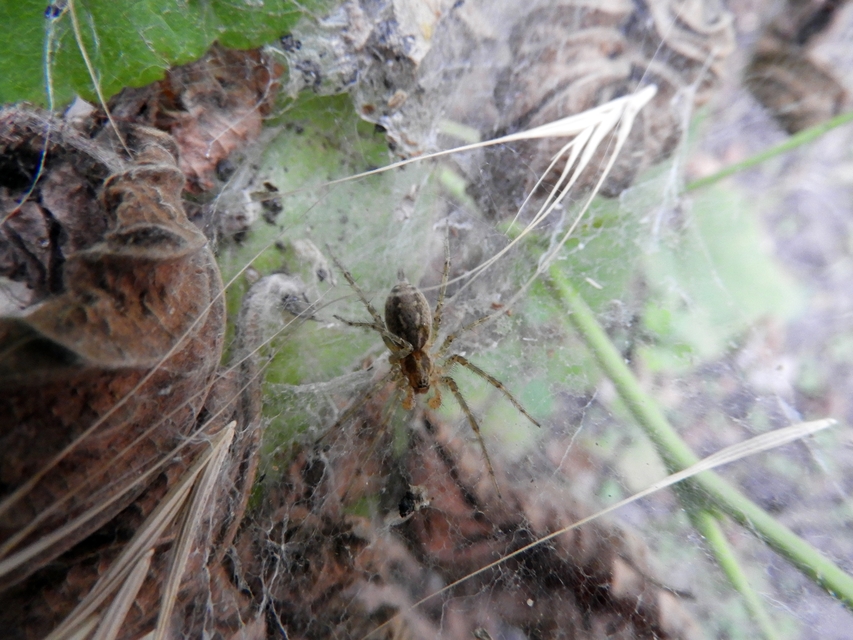 Agelena labyrinthica - illó tölcsérpók