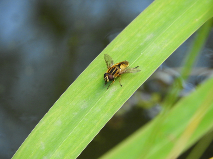 Helophilus hybridus - hibrid mocsárilégy
