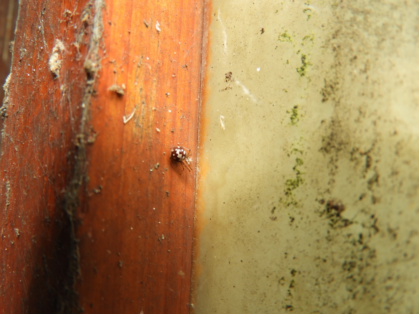 Steatoda triangulosa - háromszöges faggyúpók