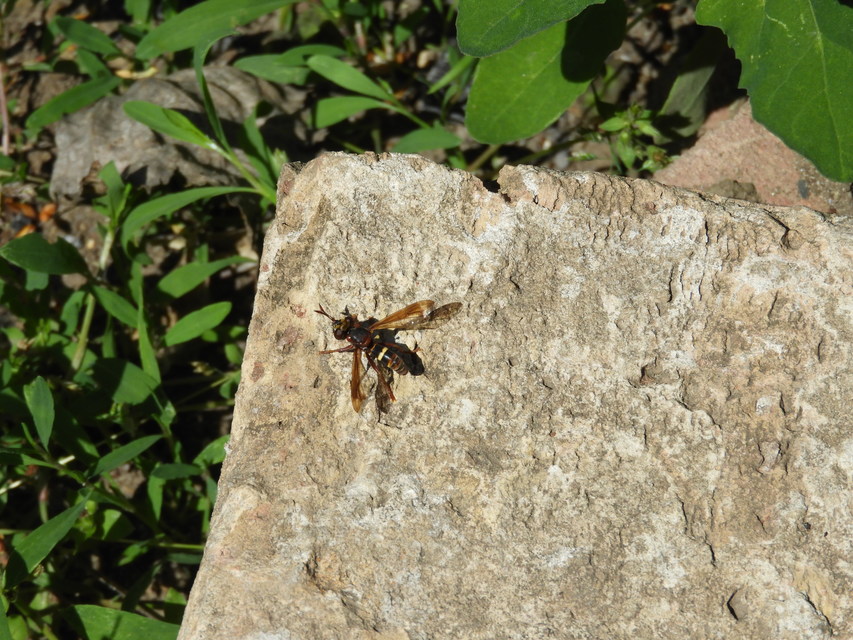 Conopidae - fejeslegyek