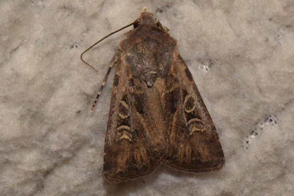 Euxoa tritici - búza-földibagoly