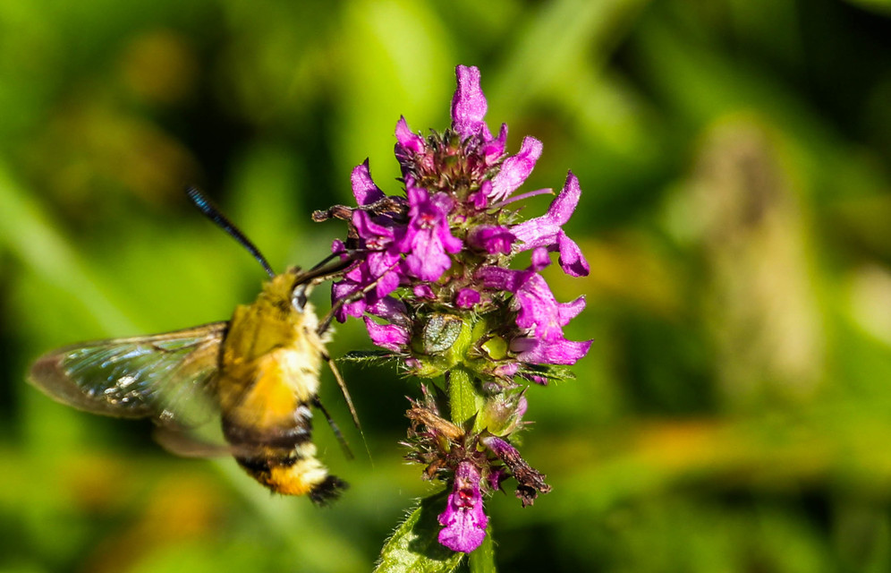 Hemaris tityus - pöszörszender Hemaris tityus - pöszörszender