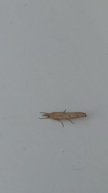 Pediasia contaminella - mocskos fűgyökérmoly