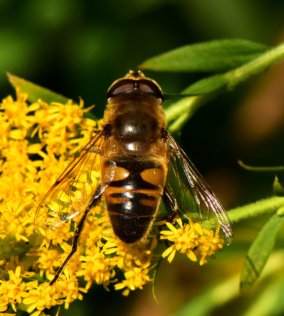 Eristalis tenax - közönséges herelégy