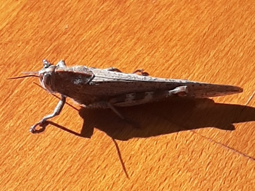 Anacridium aegyptium - egyiptomi sáska