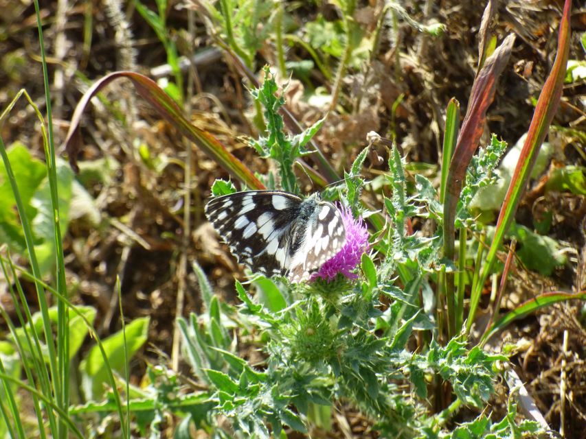 Melanargia galathea - sakktáblalepke