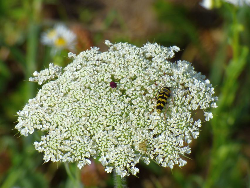Echinocerus floralis - lucerna-darázscincér