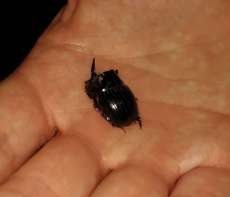 Copris lunaris - közönséges holdszarvú-ganéjtúró