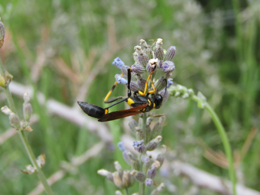 Sceliphron caementarium - feketenyelű lopódarázs