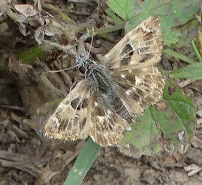 Carcharodus alceae - mályva-busalepke