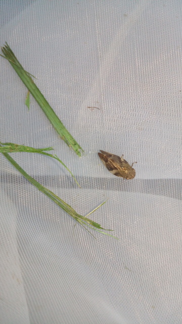 Aphrophora alni