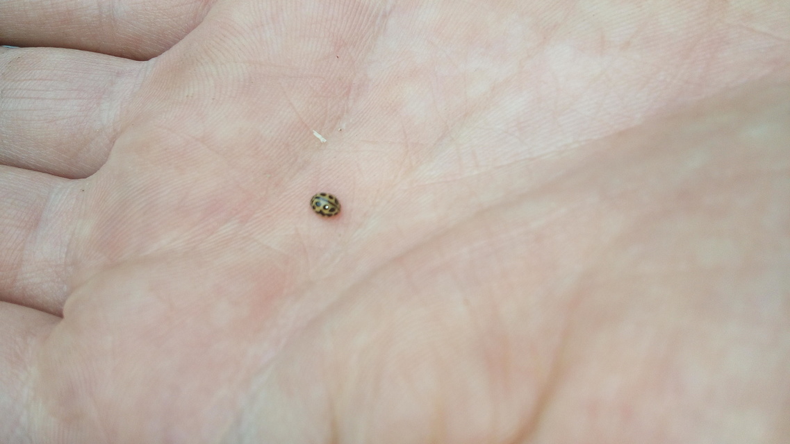 Tytthaspis sedecimpunctata - tizenhatpettyes katica