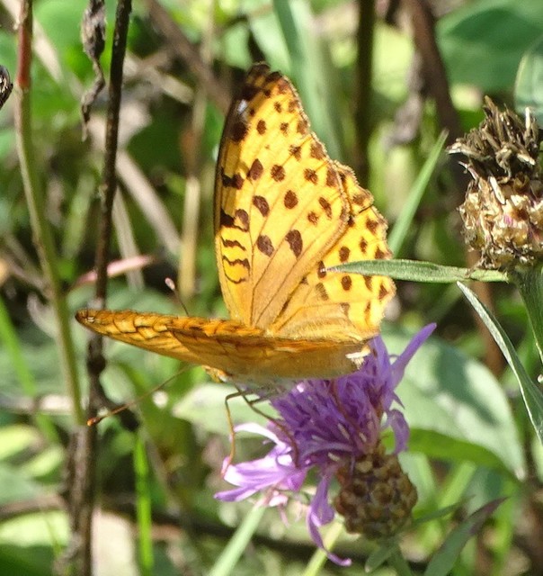 Argynnis laodice - keleti gyöngyházlepke