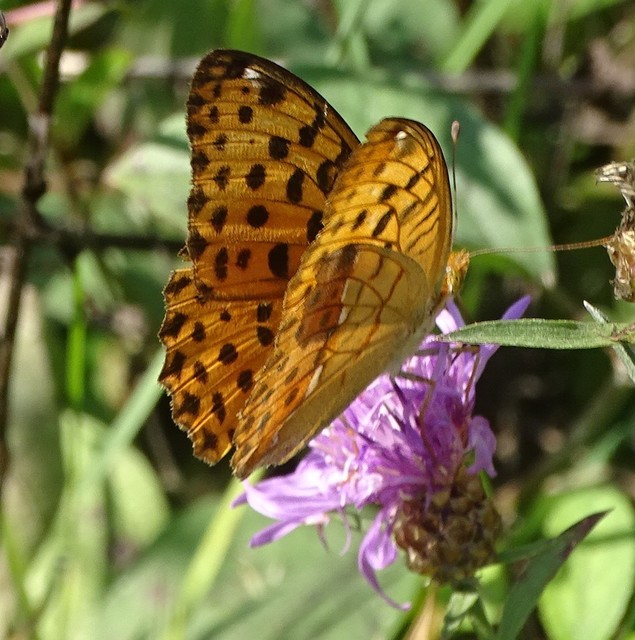 Argynnis laodice - keleti gyöngyházlepke