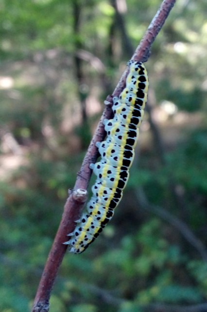 Calophasia