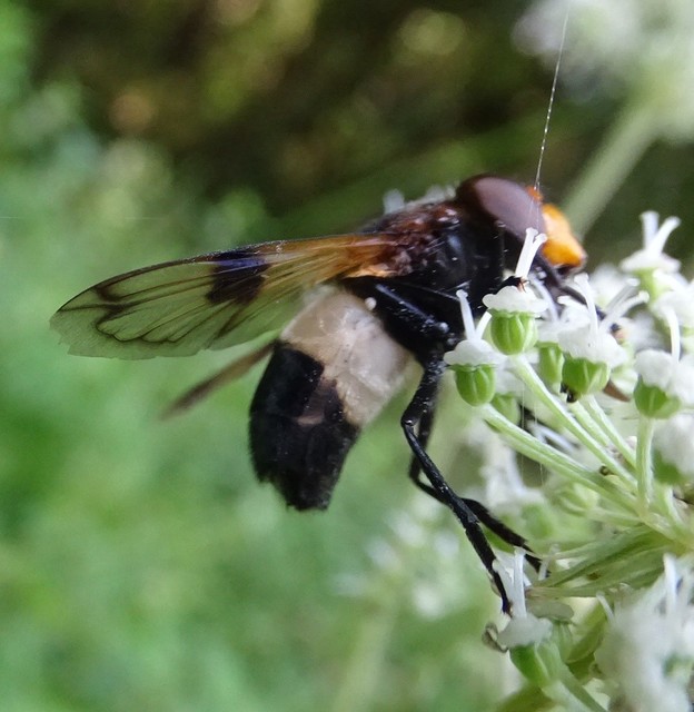 Volucella pellucens - üvegpotrohú pihelégy