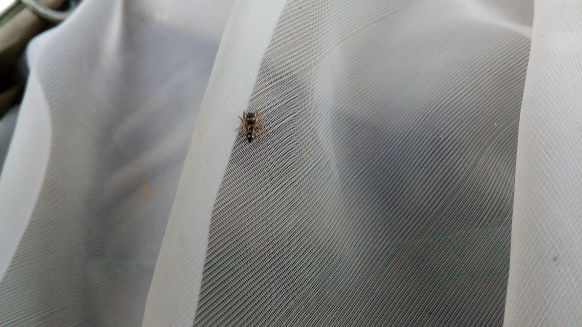Heliophanus