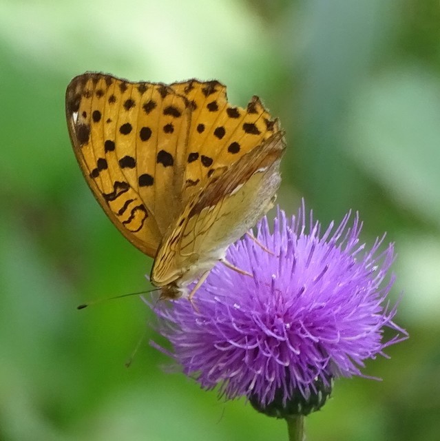 Argynnis laodice - keleti gyöngyházlepke