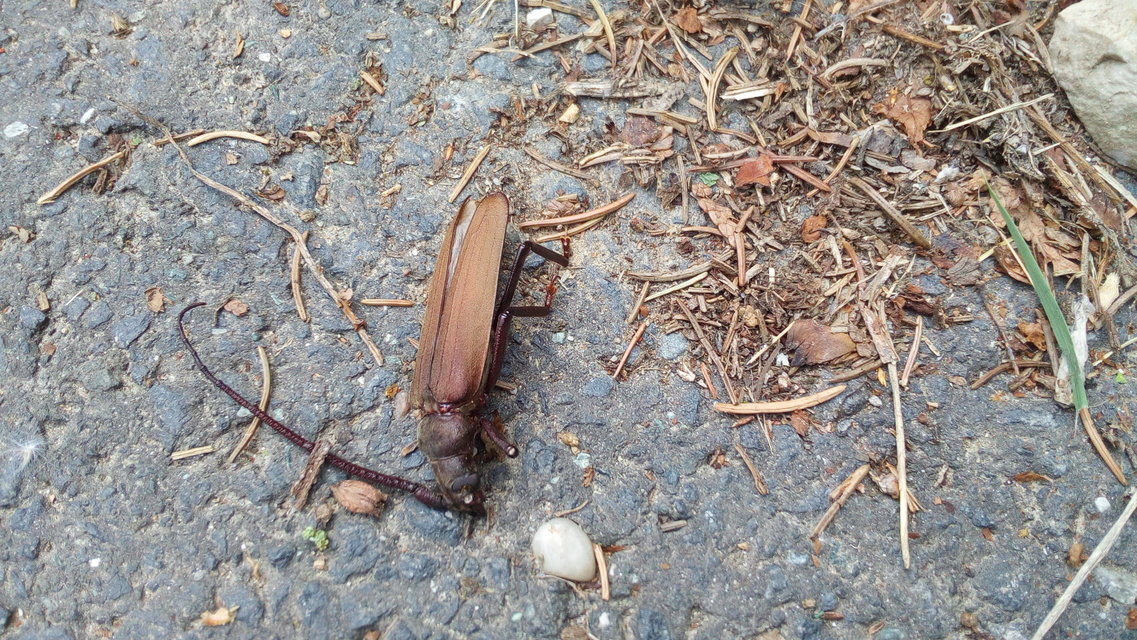 Aegosoma scabricorne - diófacincér
