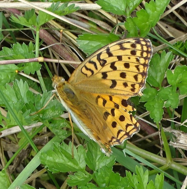 Argynnis adippe - ezüstös gyöngyházlepke