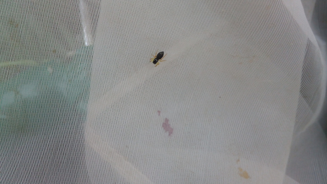 Heliophanus