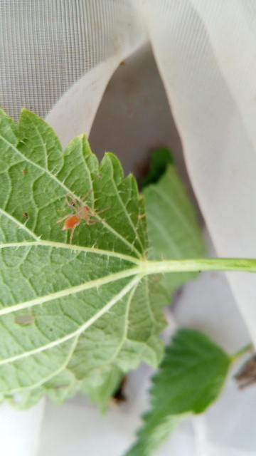 Clubionidae - kalitpókok