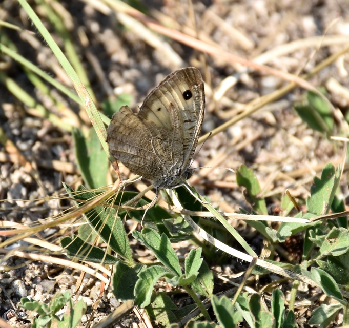 Arethusana arethusa - közönséges szemeslepke