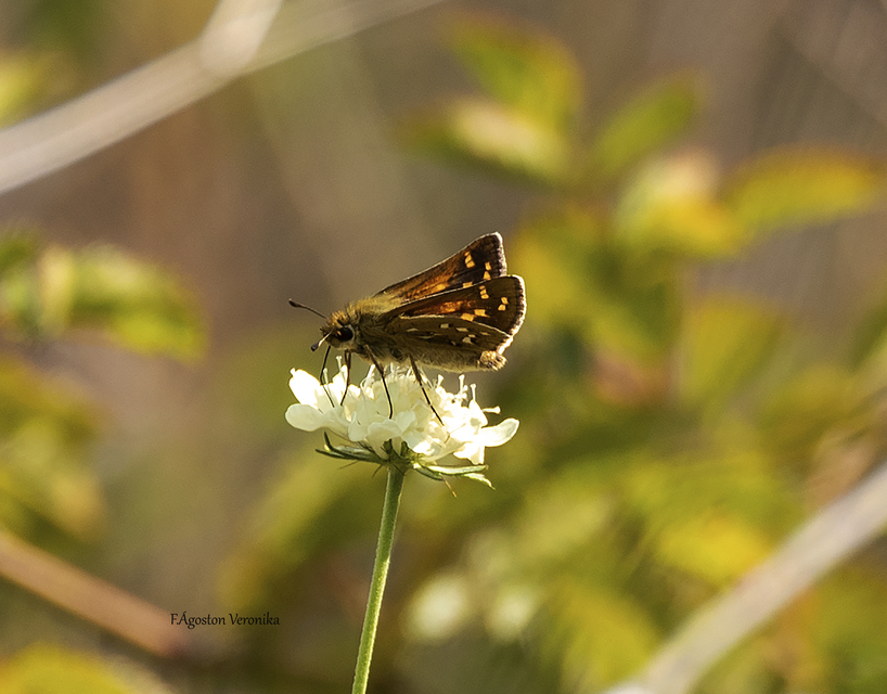Hesperia comma - vesszős busalepke