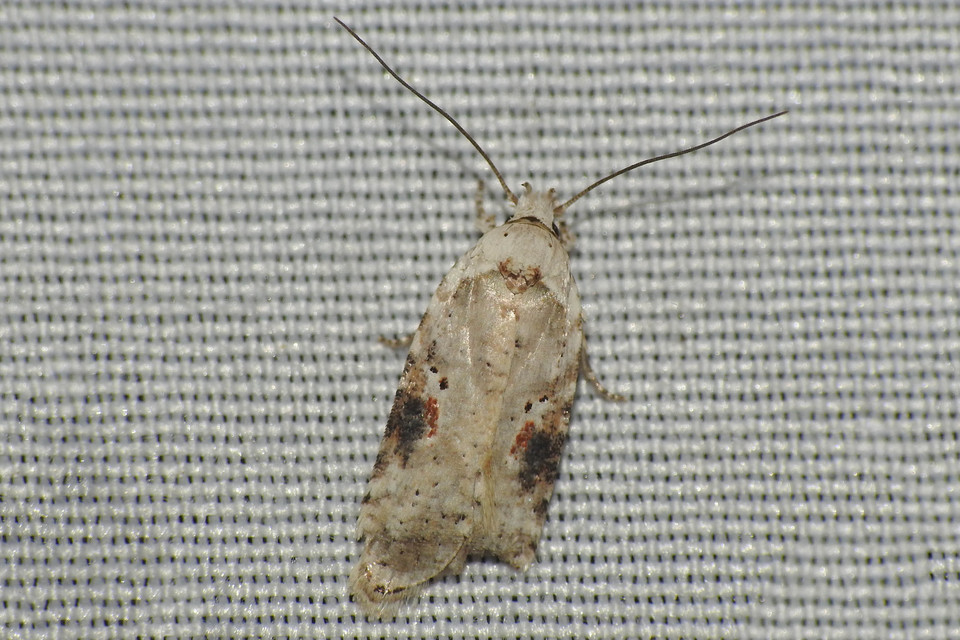 Agonopterix alstromeriana - bürök-laposmoly