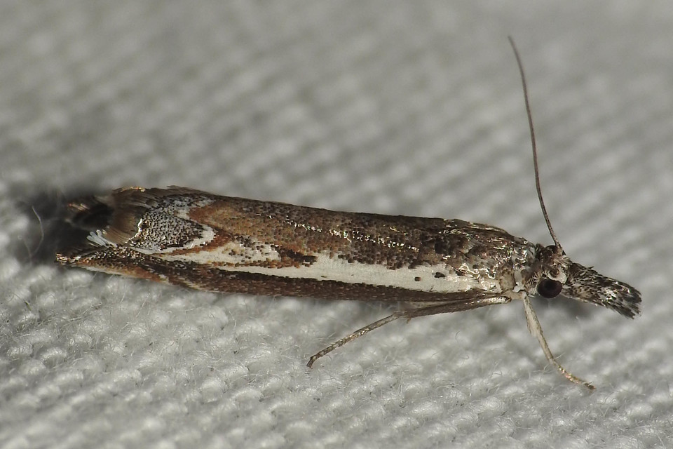 Platytes alpinella - moharágómoly