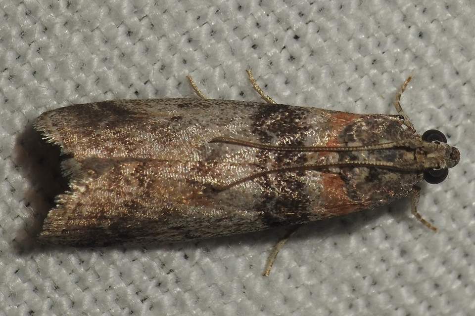 Sciota