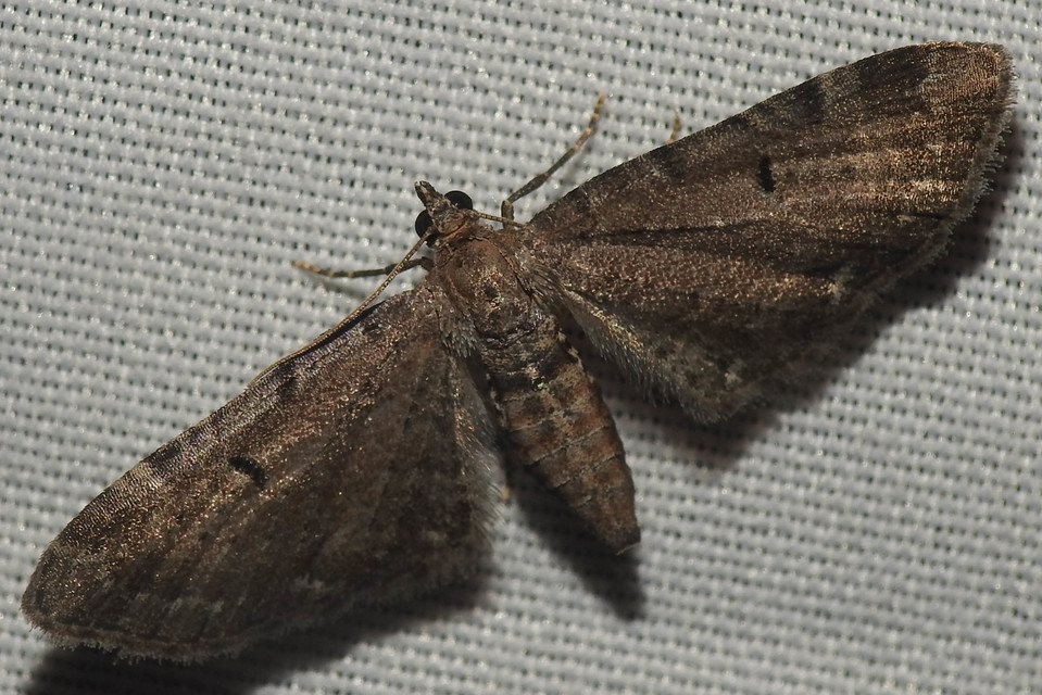 Eupithecia absinthiata - üröm-törpearaszoló