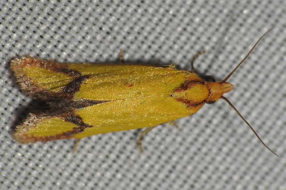 Agapeta zoegana - barnacsíkos sárgamoly