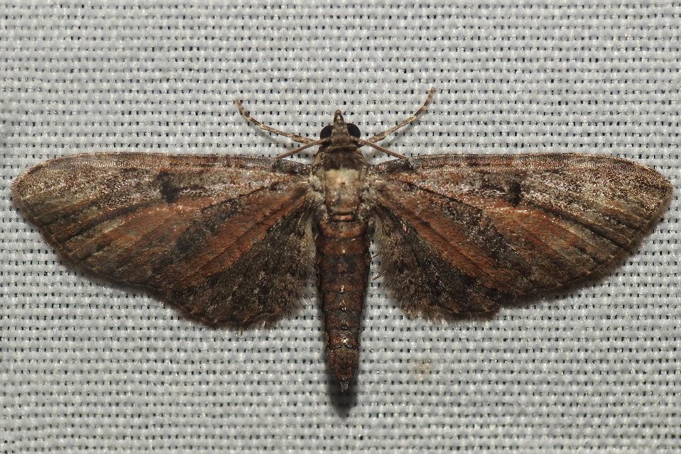Eupithecia icterata - rozsdafoltos törpearaszoló