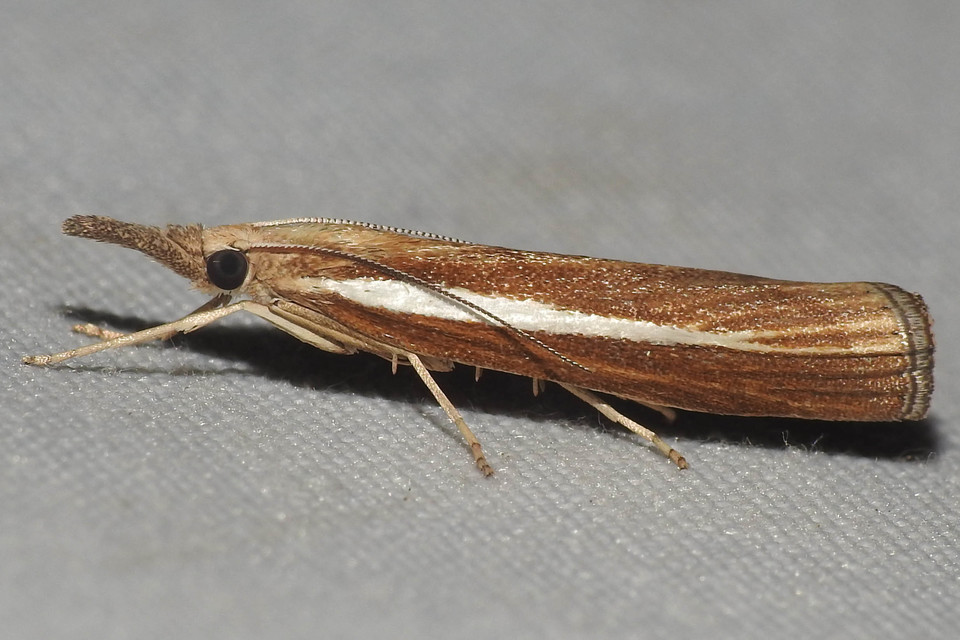 Agriphila