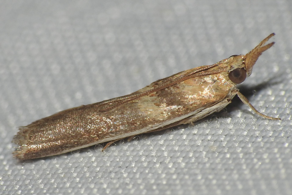 Etiella zinckenella - akácmoly