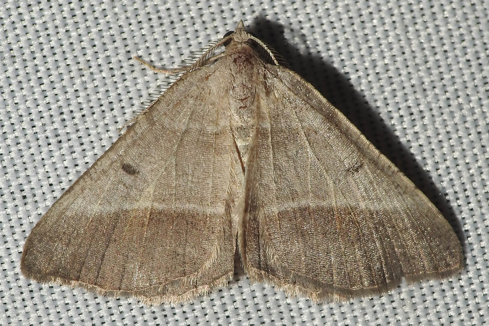 Macaria artesiaria - ibolyásszürke araszoló