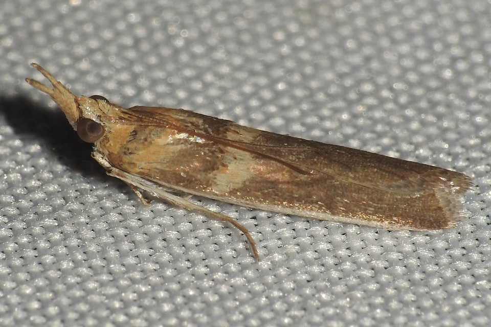 Etiella zinckenella - akácmoly