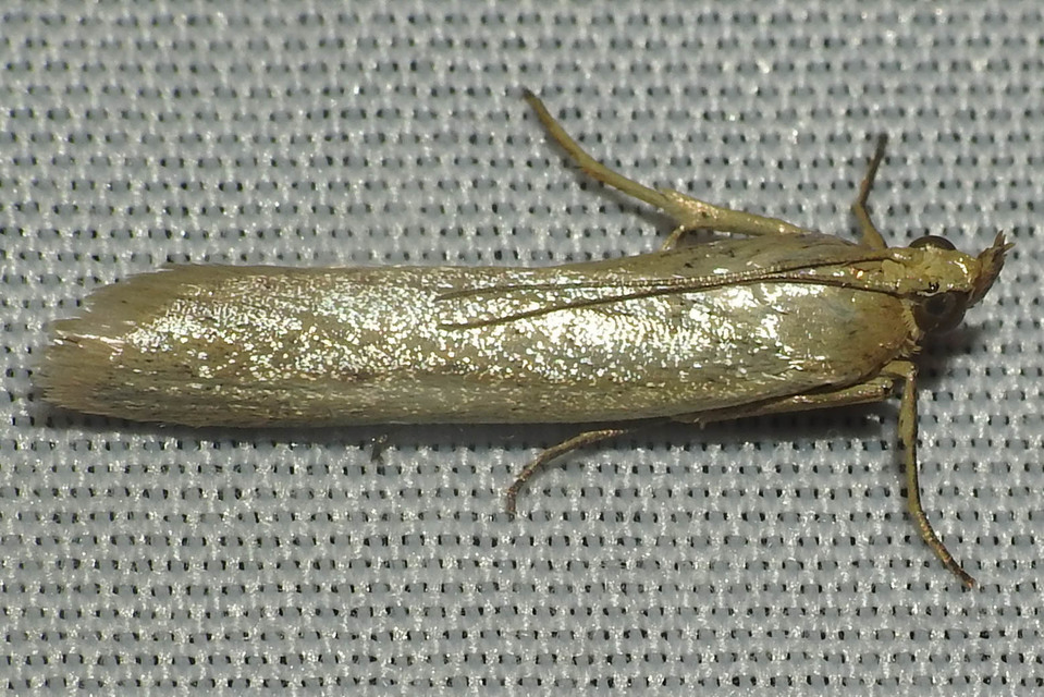 Selagia argyrella - ezüstös karcsúmoly