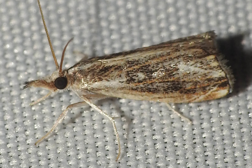 Catoptria verellus - kormos fűgyökérmoly